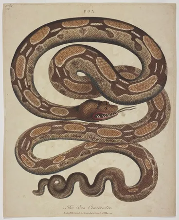 Image: Pass, John, active 1770?-1830s [engraver] :The Boa constrictor. Boa. J. Pass sculp. London, J. Wilkes, Jan. 11 1800.