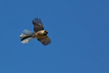Image: Fantail/Piwakawaka (Rhipidura fuliginosa).