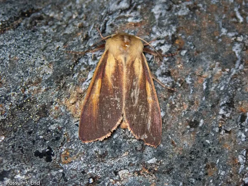 Ichneutica purdii