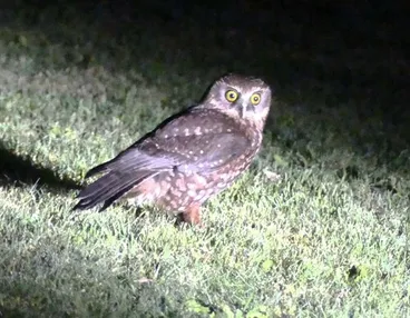 Image: Ruru (Morepork)