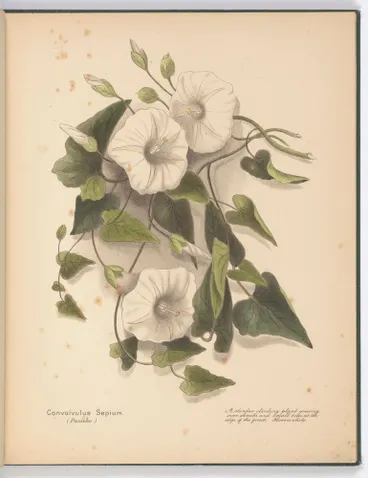 Image: Convolvulus Sepium (Panake). Plate 4. From the book: New Zealand flowers