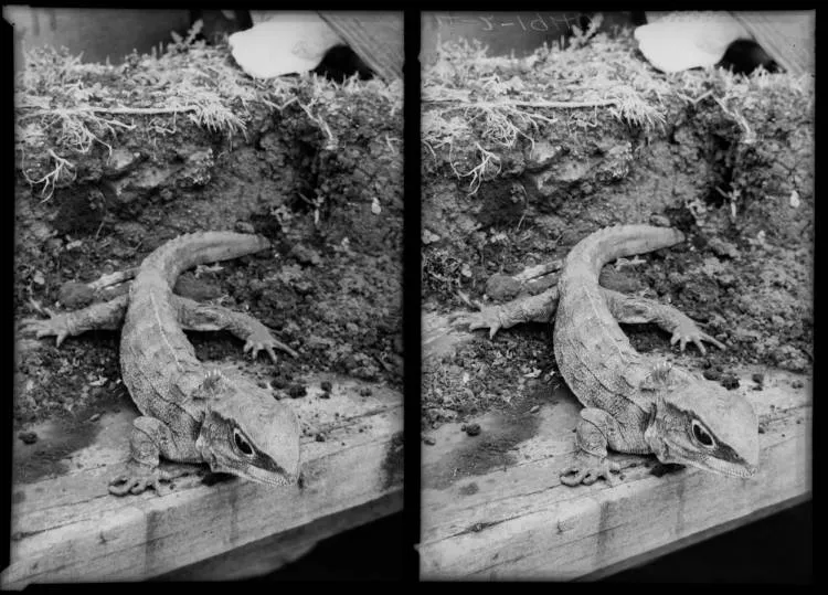 Tuatara display, Auckland Museum 1940