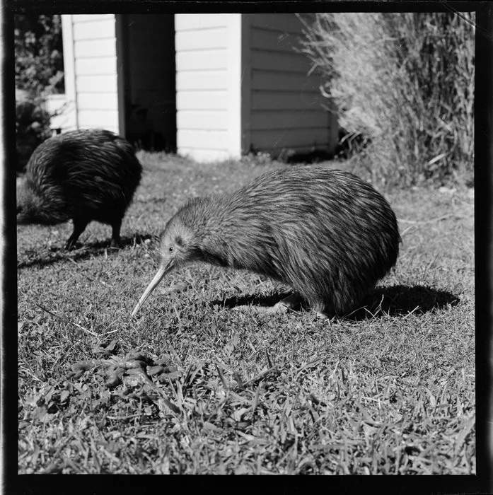 Two Kiwi birds, unidentified location
