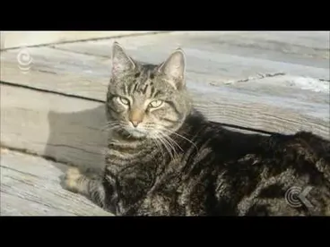 Image: Cat had two homes, two owners