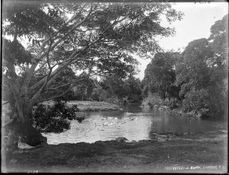 Duck Pond