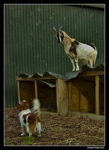 Image: What'u Look'n At?