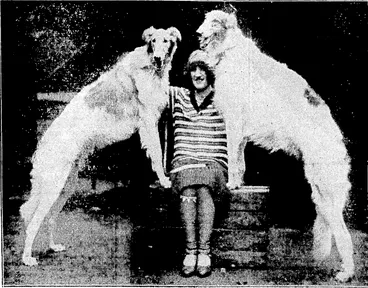 Image: Sport and liencral, Photo. Doss of many breeds, both British and foreign, wero prcosnt at tho Agricultural Hall, London, for the 42nd Annual Criifts Show on 6th and 7th February. Champions of the old favourite varieties and specimens of breeds little known in the Old Country were represented amongst the entries, which numbered nearfy 10,000. The photograph shows Mrs. R. Lewis-with her Boriois, Ivan of WMterton, four first prizes as puppy, and Mytho Pctrov, winner of two prizos. (Evening Post, 30 March 1929)