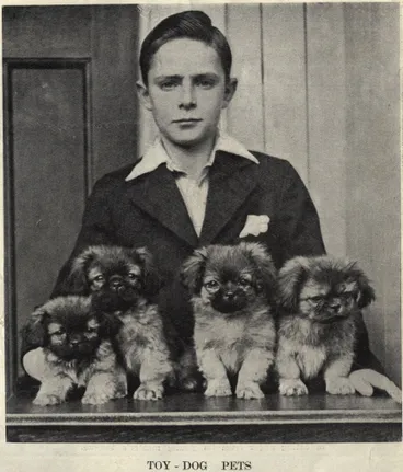 Image: Toy - dog pets