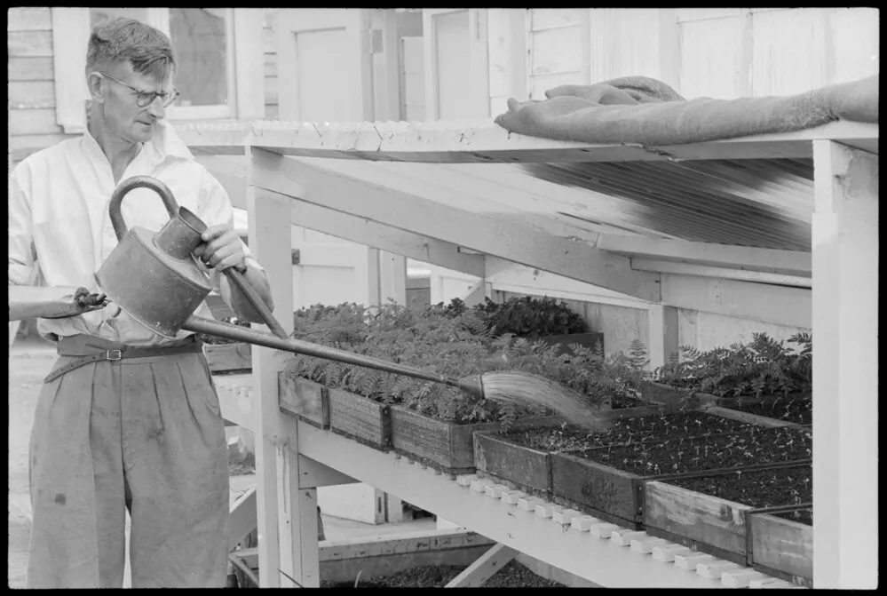 Robbins Park Nursery, Mr Frank Wallace