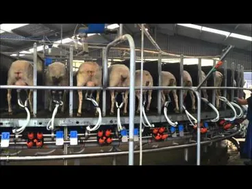 Image: Dairy Insight - Sheep