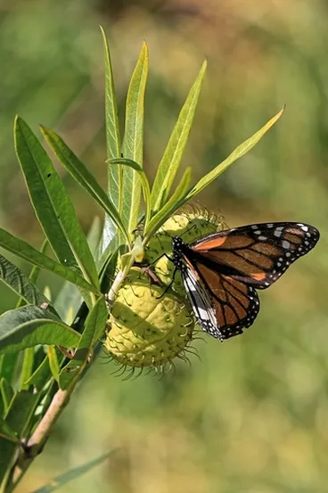 Image: Monarch