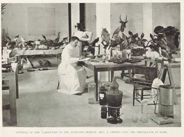 Image: Interior of the laboratory of the Auckland Museum