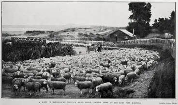 Image: A Scene In Marlborough Province, South Island
