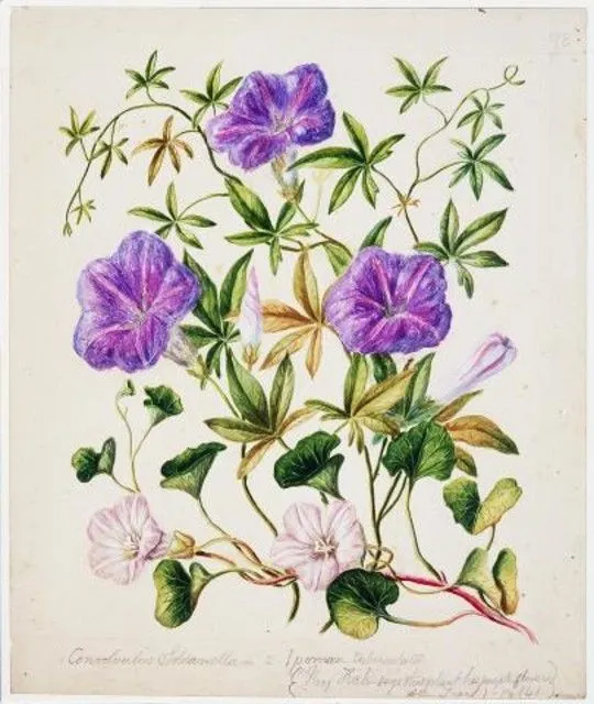 Ipomoea cairica/ Calystegia soldanella