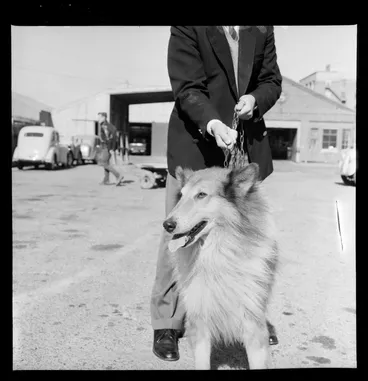 Image: Collie dog outside, animals at the RSPCA clinic, Wellington Region