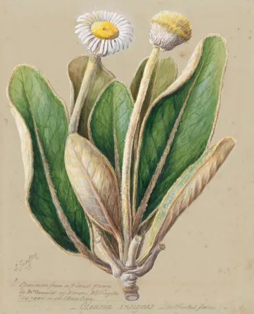 Image: Pachystegia insignis