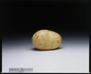 Image: Colour transparency of potato variety, Jersey Bennes