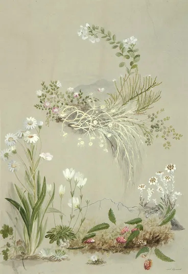 Image: Harris, Emily Cumming, 1837-1925: [Herbs from] Mt Egmont. [1895?]