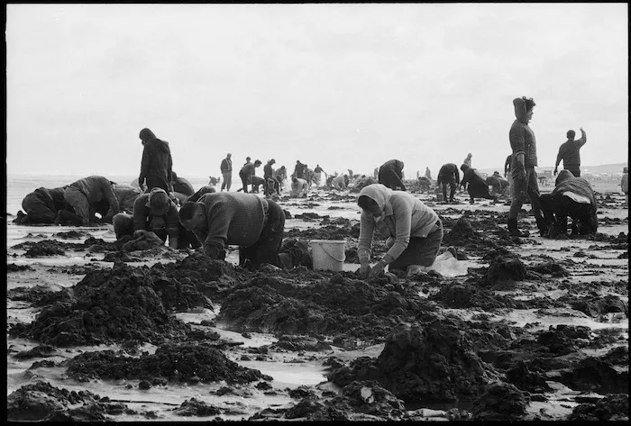 Crowd of people gathering toheroa at Hokio Beach