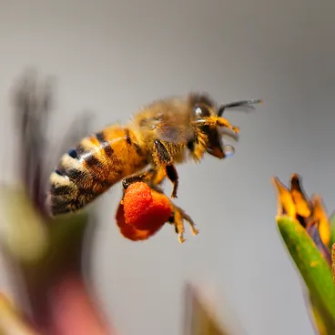 Image: Western Honey Bee