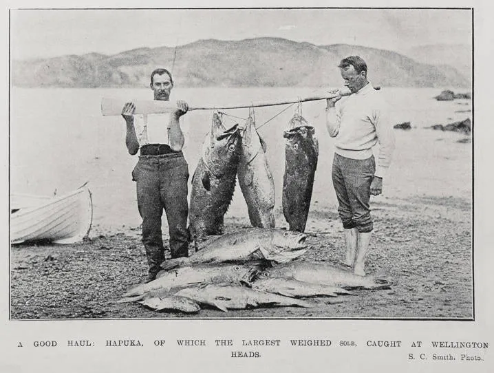 A good haul: hapuka, of which the largest weighed 80lb, caught at Wellington Heads