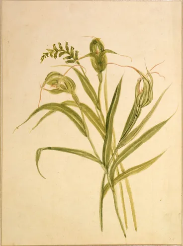 Image: Harris, Emily Cumming, 1837-1925: [Pterostylus banksii and microtis unifolia. 1860s?]