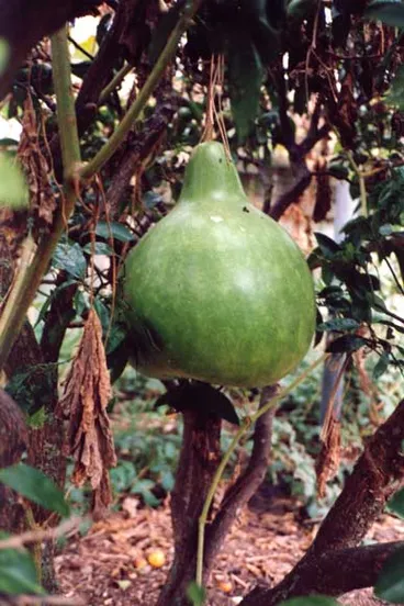 Hue – gourd Image: Hue – gourd
