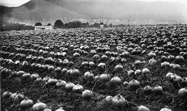 Image: Field of swede turnips at Frederic Truby King's farm in Tahakopa