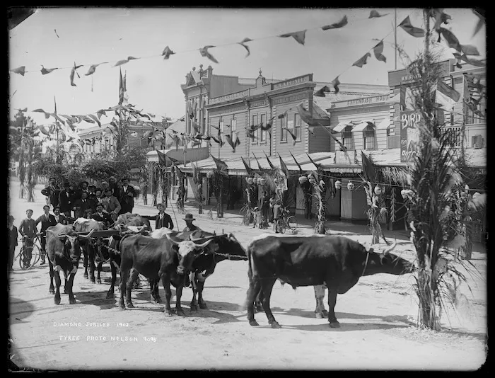 Procession with bullock team during Nelson's diamond jubilee celebrations, Trafalgar Street
