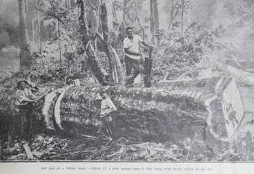 Image: The last of a forest giant