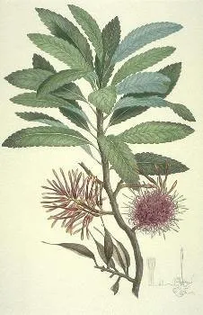 Knightia excelsa (Proteaceae)