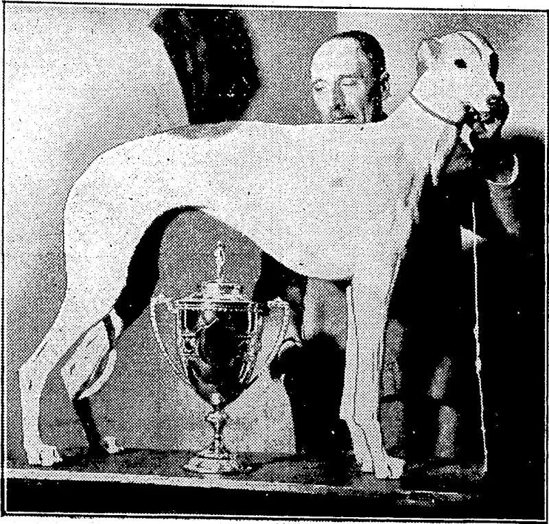 Sport and General" Photo. CHAMPION DOG.—Mr, B. Hartland-Worden with his greyhound Southball Moonstone, winner of first prizes, best greyhound in shotv, and' supreme champipnof the. show over all breeds at the International Dog Show at the; Royal Agricultural Hall, London, on February 8. • ■ . . (Evening Post, 24 March 1934)