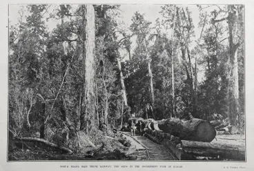 Image: NORTH ISLAND MAIN TRUNK RAILWAY: THE SKIDS IN THE GOVERNMENT BUSH AT KAKAHI