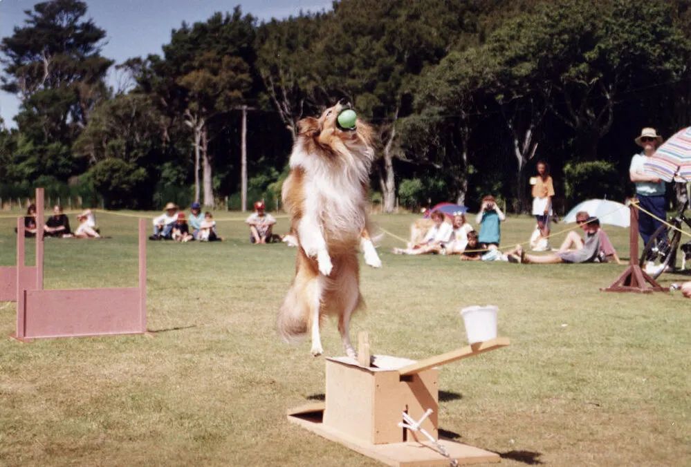 Animal Rescue Society; Moggy Dog show; doggy antics