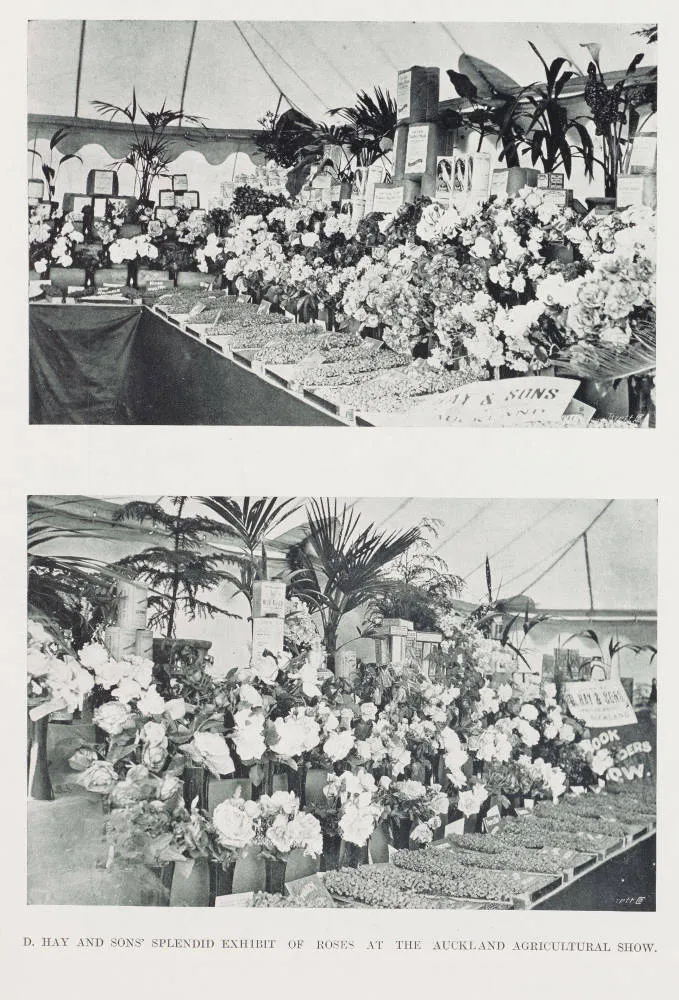 D. Hay and Sons' splendid exhibit of roses at the Auckland Agricultural Show