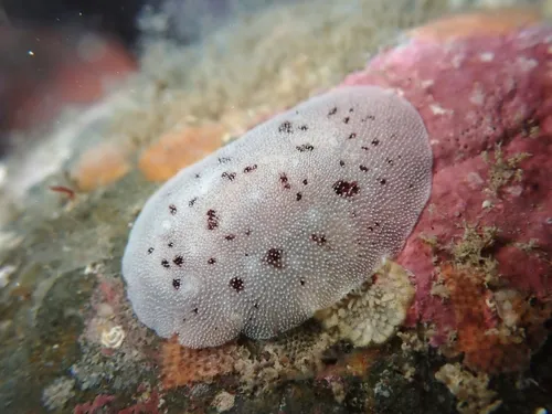 Alloiodoris lanuginata