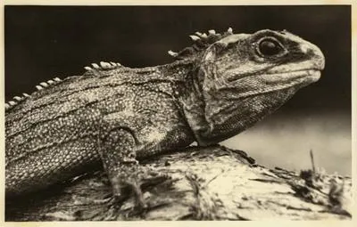 [Tuatara] - Close up profile view of a tuatara resting on a rock. Most likely taken on Hen and Chicken Islands off the coast of Whangarei, N.Z. Box 3 Fol 21 Print 11