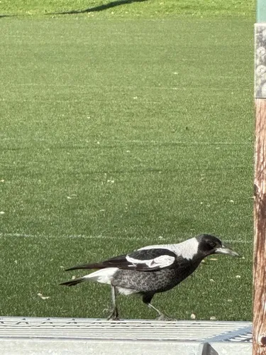 Australian Magpie