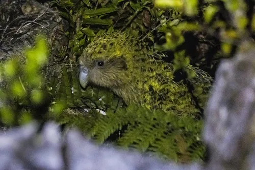 Kākāpō