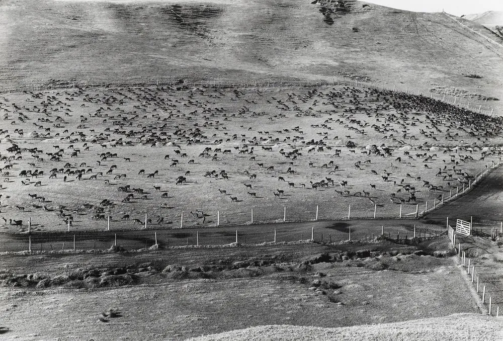 Fallow deer farm, 1960