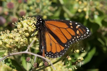 Monarch Image: Monarch