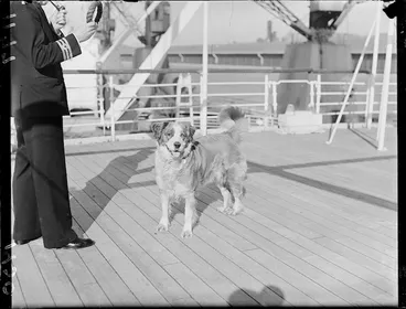 Image: Dog on the Port Auckland