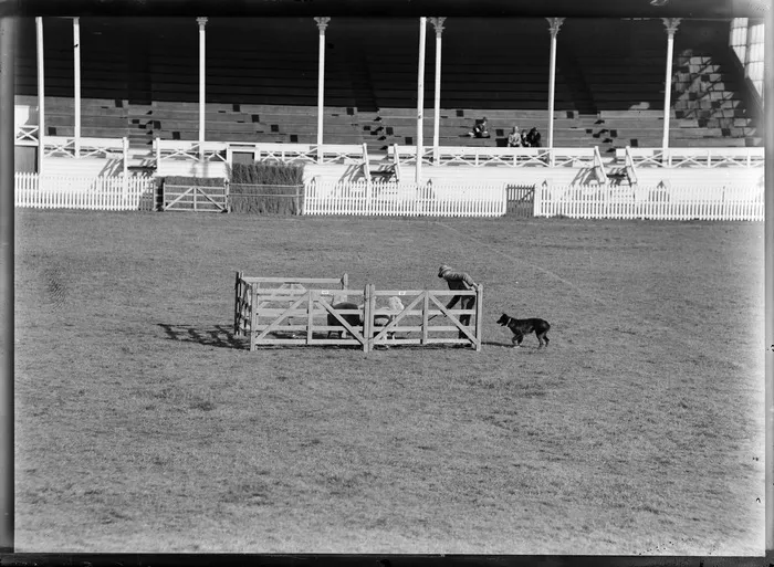 Sheep mustering trials, with a farmer working with his sheep dog to get the sheep into the pen
