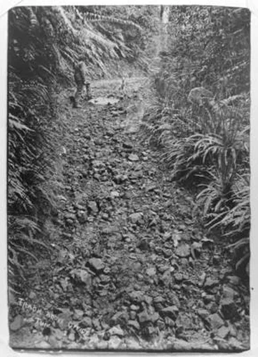 Image: Track above office, Tui