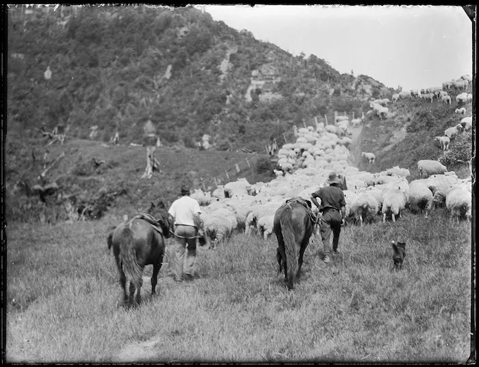 Mustering stock for shearing at Mangatoi Station