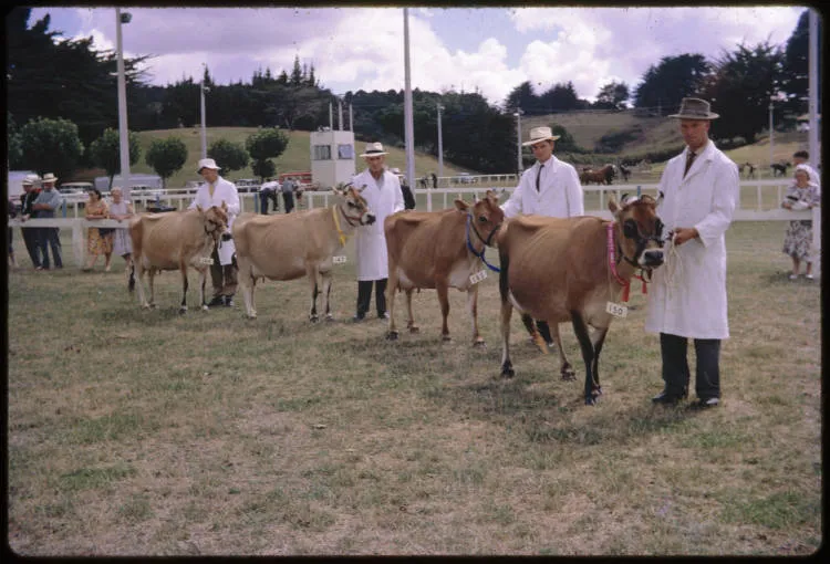 Jersey cattle competition, Pukekohe, 1960