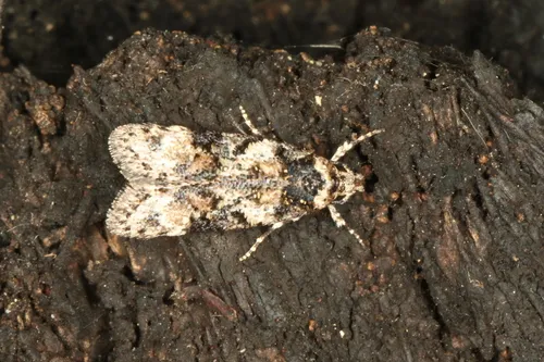 Izatha phaeoptila