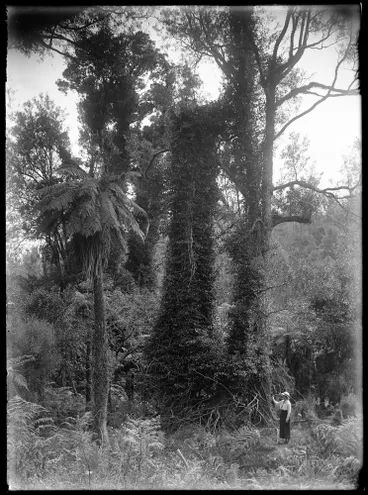 Image: Nature Studies - 1929