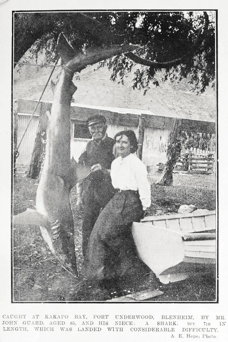 Caught at Kakapo Bay, Port Underwood, Blenheim, by Mr John Guard, aged 85, and his niece: a shark, 9ft 7in in length, which was landed with considerable difficulty