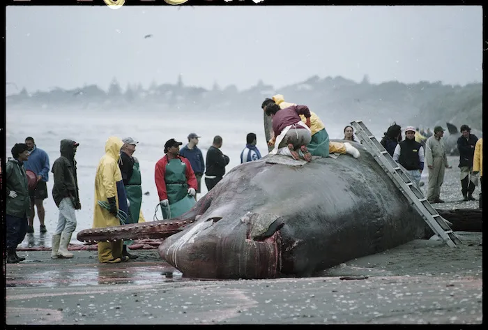 Maori recovering jawbones from a dead whale - Photograph taken by Phil Reid